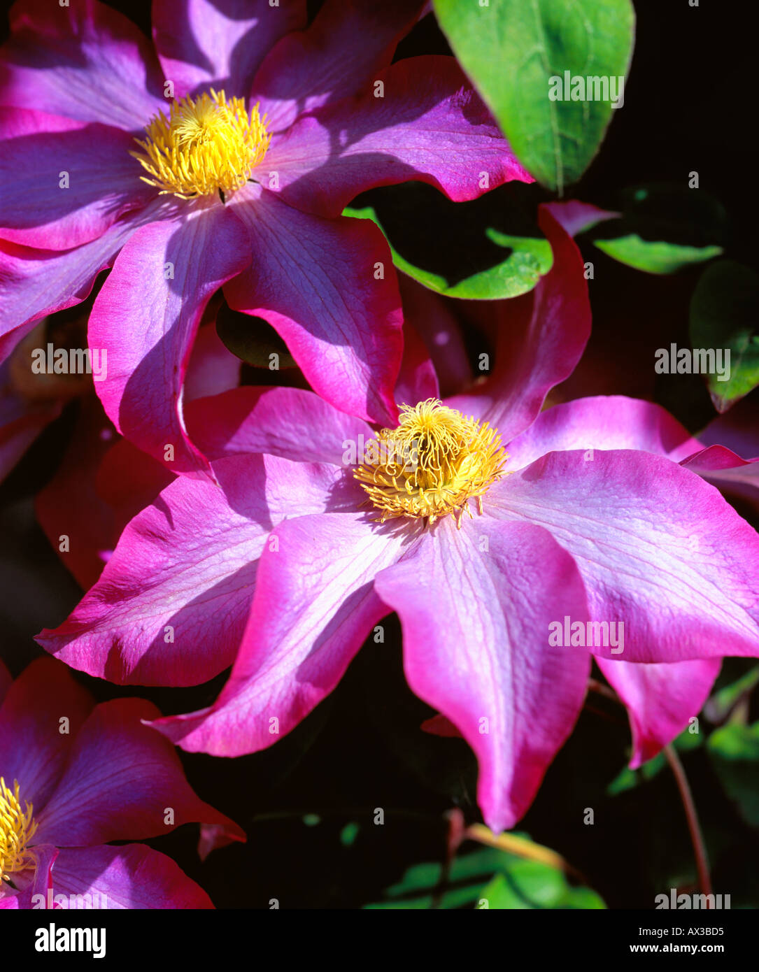 clematis pink champagne Stock Photo - Alamy