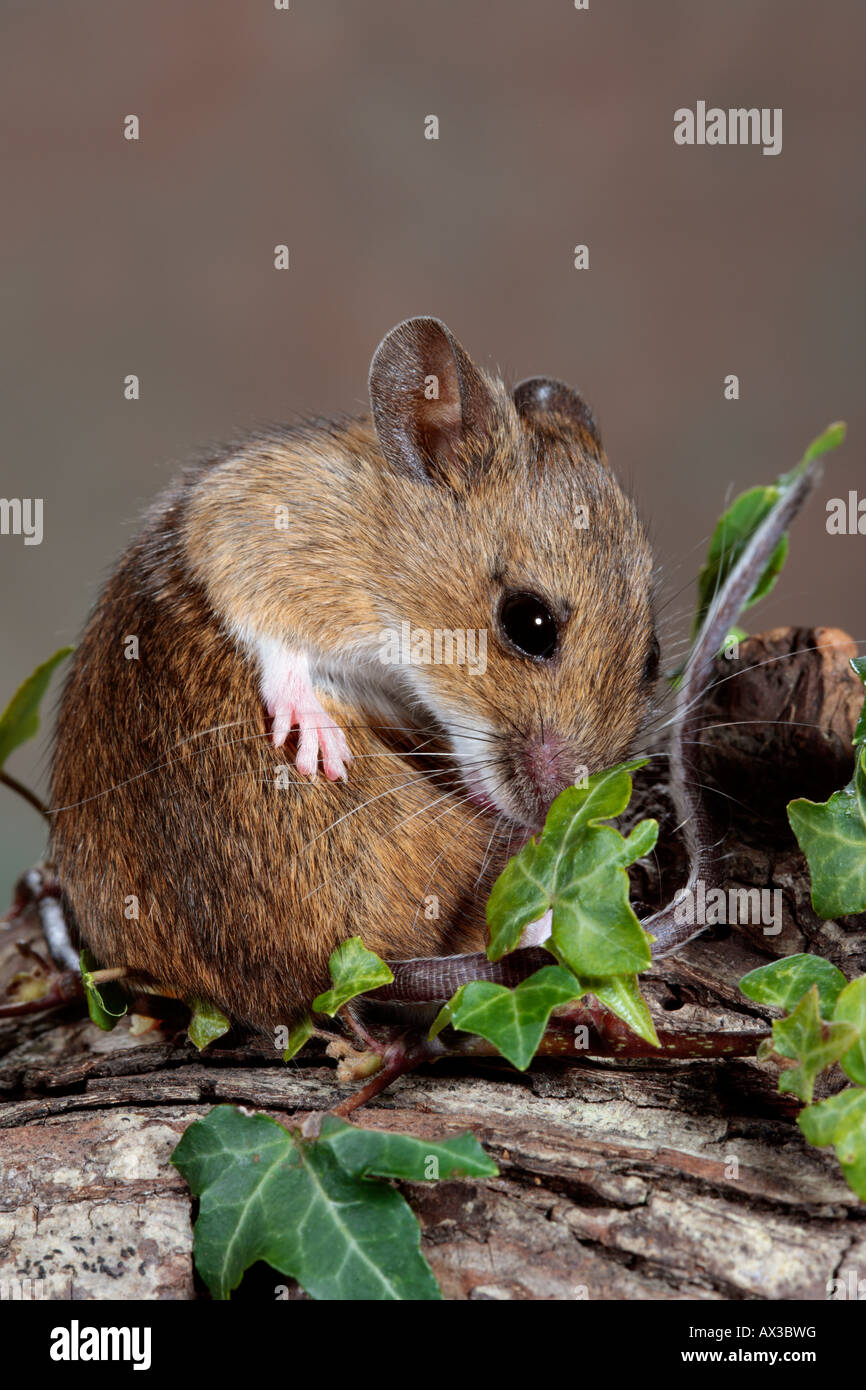 Mouse Washing High Resolution Stock Photography and Images Alamy