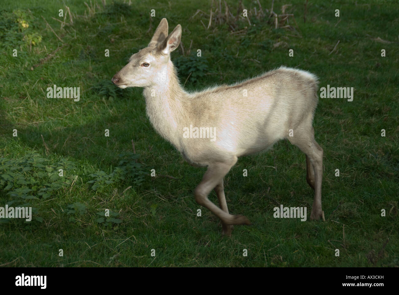 A Red Deer doe at Fletchers of Auchtermuchty's Reediehill Farm in Fife