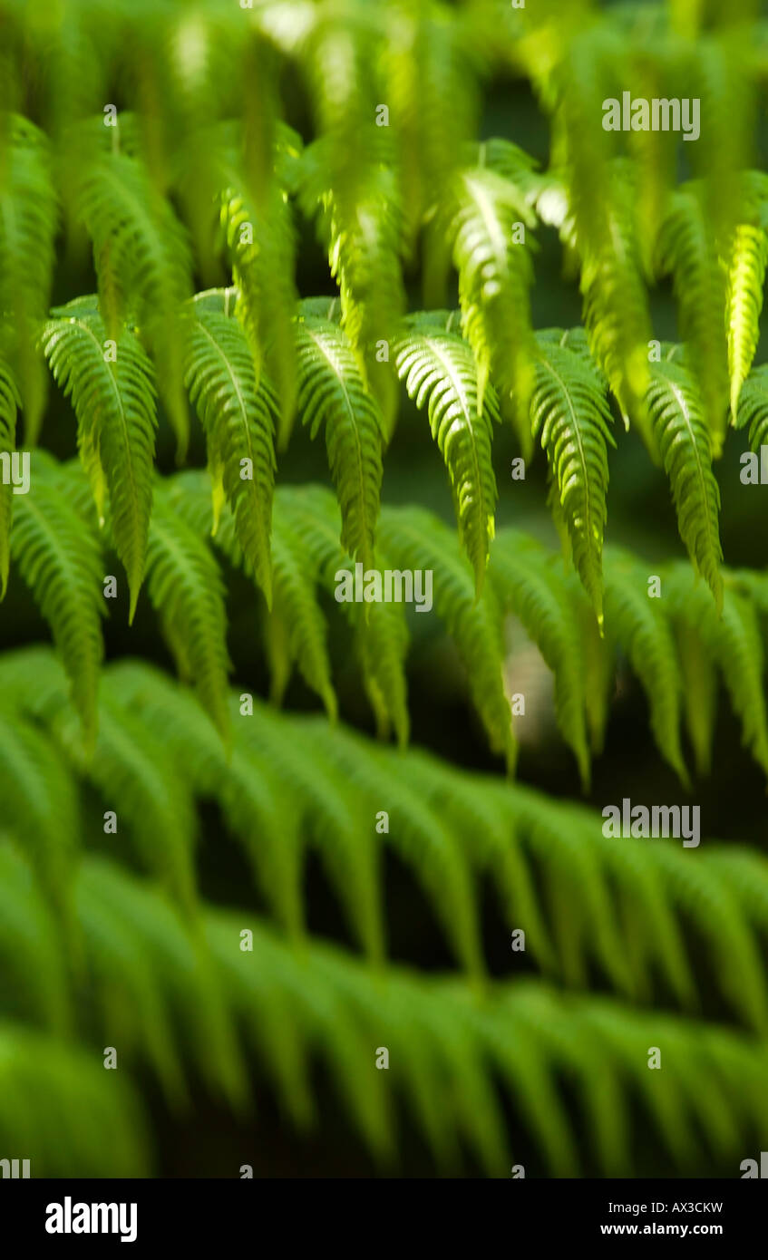 ferns in the bush Stock Photo Alamy