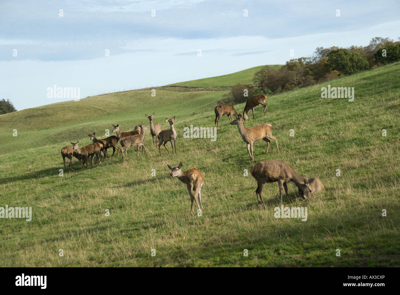 Red Deer at Fletchers of Auchtermuchty's Reediehill Farm in Fife