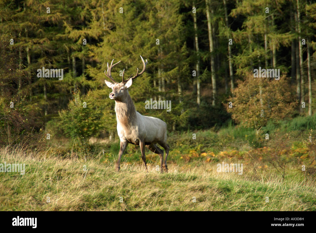 A Red Deer stag at Fletchers of Auchtermuchty's Reediehill Farm in Fife