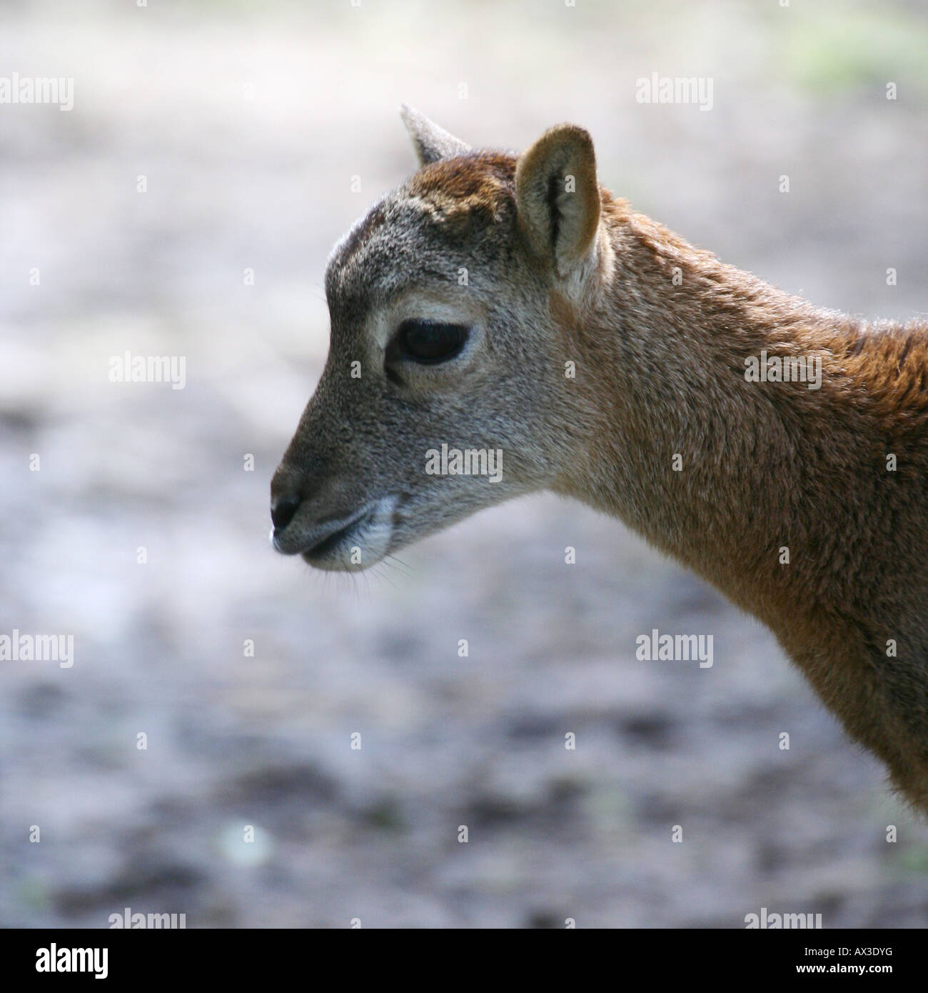 baby mouflon - Ovis aries musimon Stock Photo