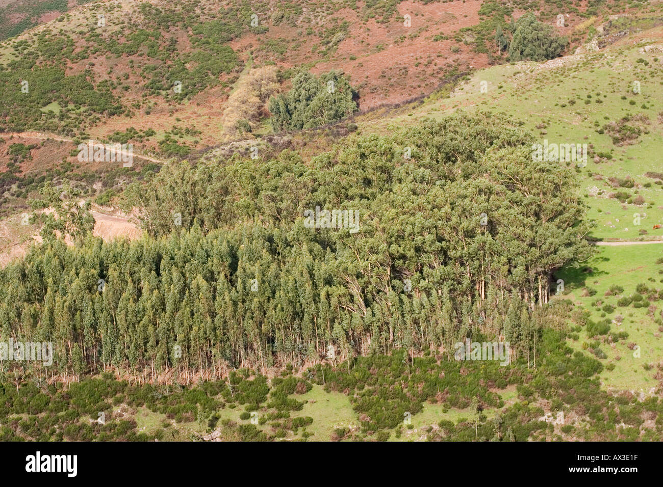 Paul da Serra deforestation eucalyptus forest Madeira Stock Photo