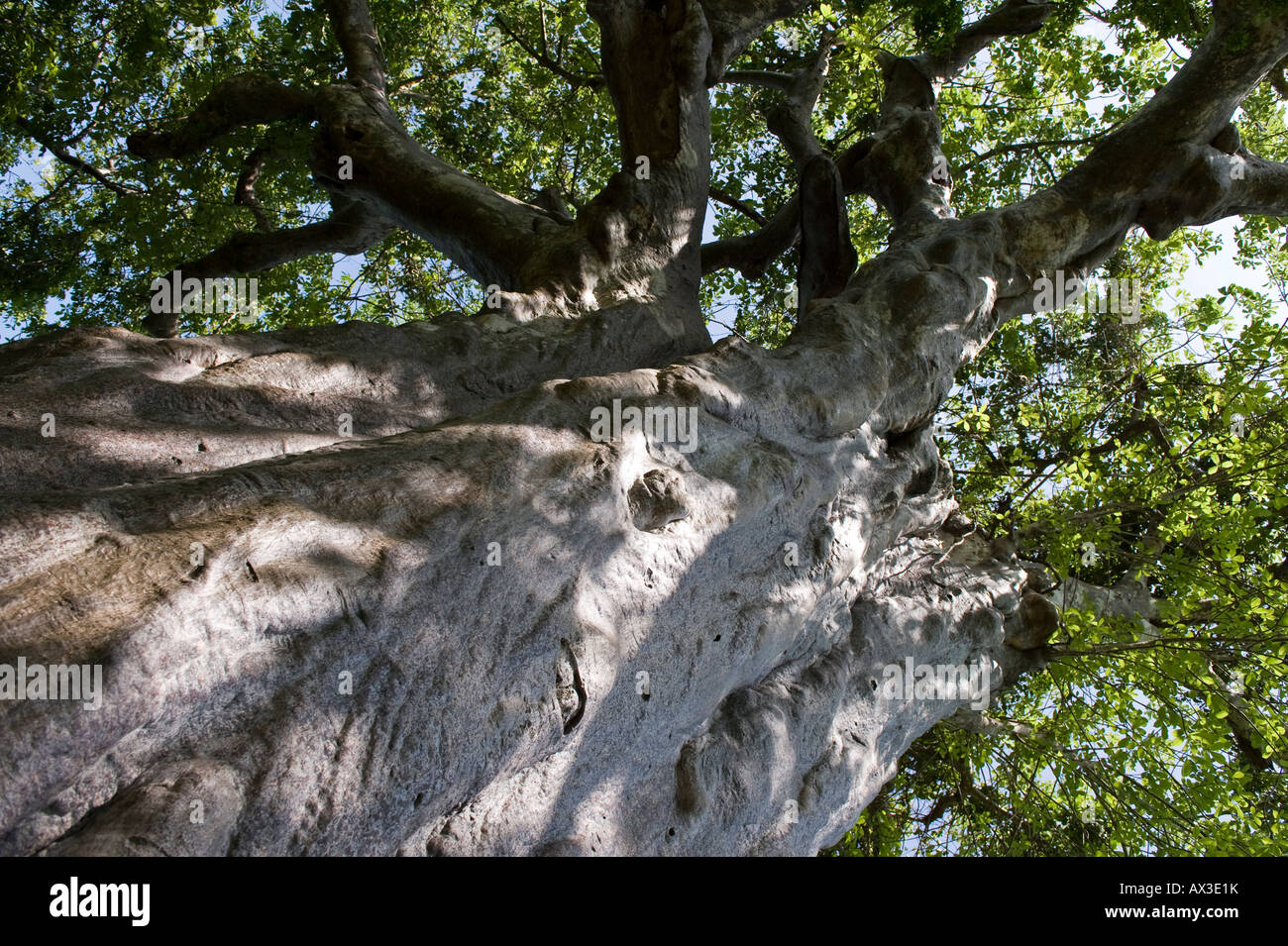 Zanzibar western coast a baobab tree in the Manai bay Stock Photo - Alamy