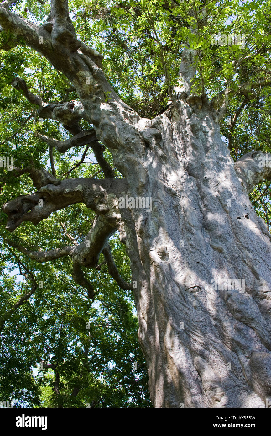 Zanzibar western coast a baobab tree in the Manai bay Stock Photo - Alamy