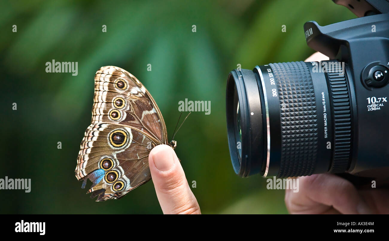 Photo of butterfly hires stock photography and images Alamy