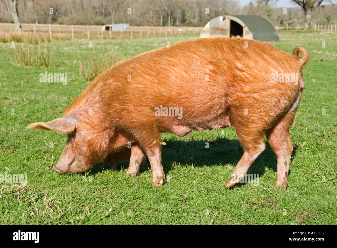 Stock photo of a Tamworth rare breed pig grazing in her field Stock Photo