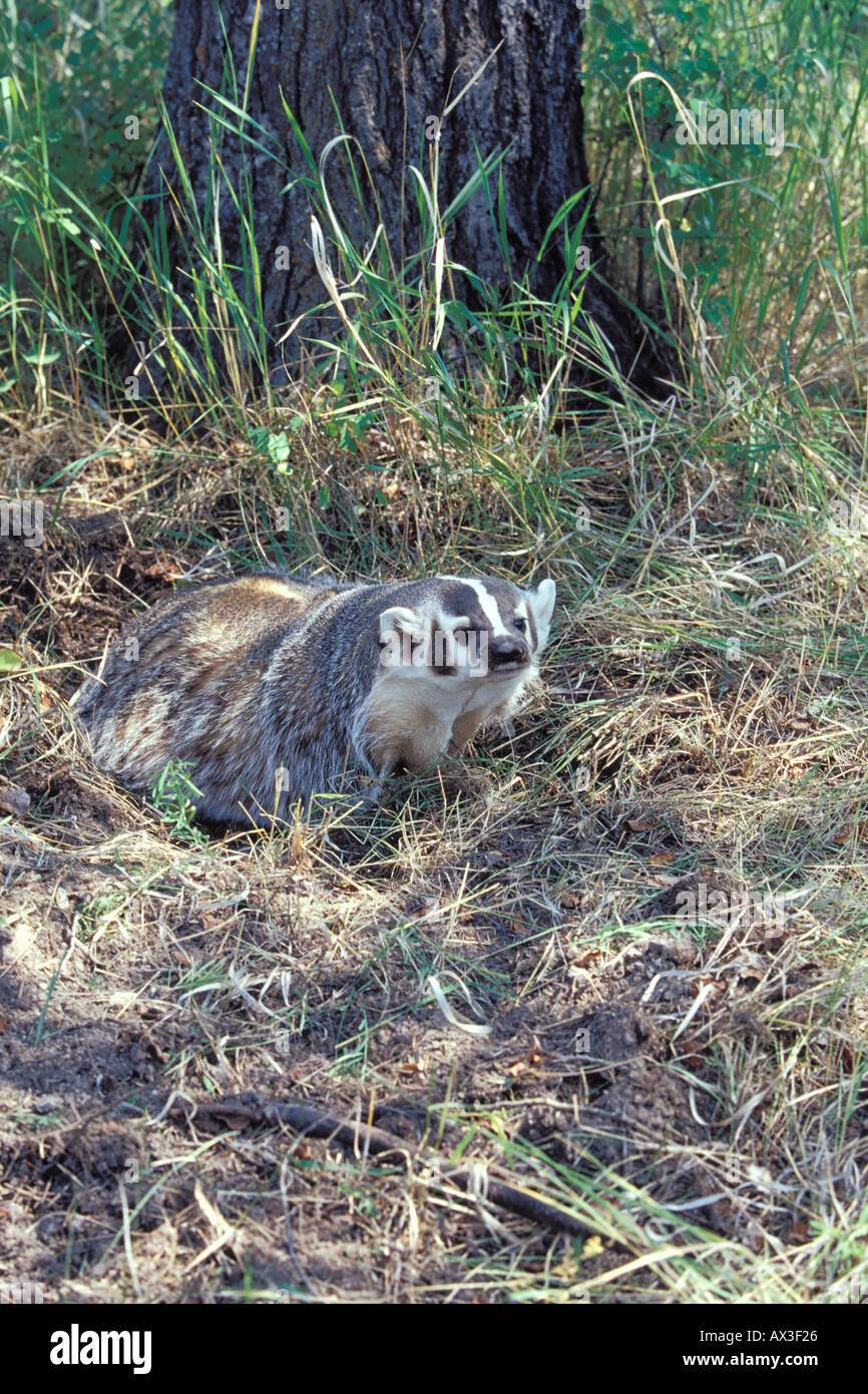 American Badger Taxidea taxus Stock Photo - Alamy