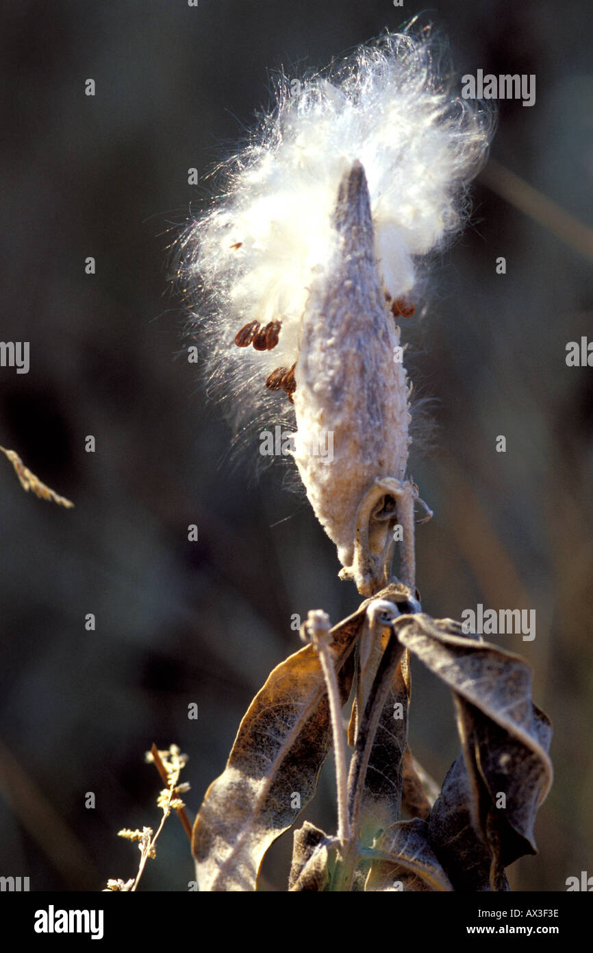 Showy Milkweed seed pod Aspiepias speciosa Stock Photo