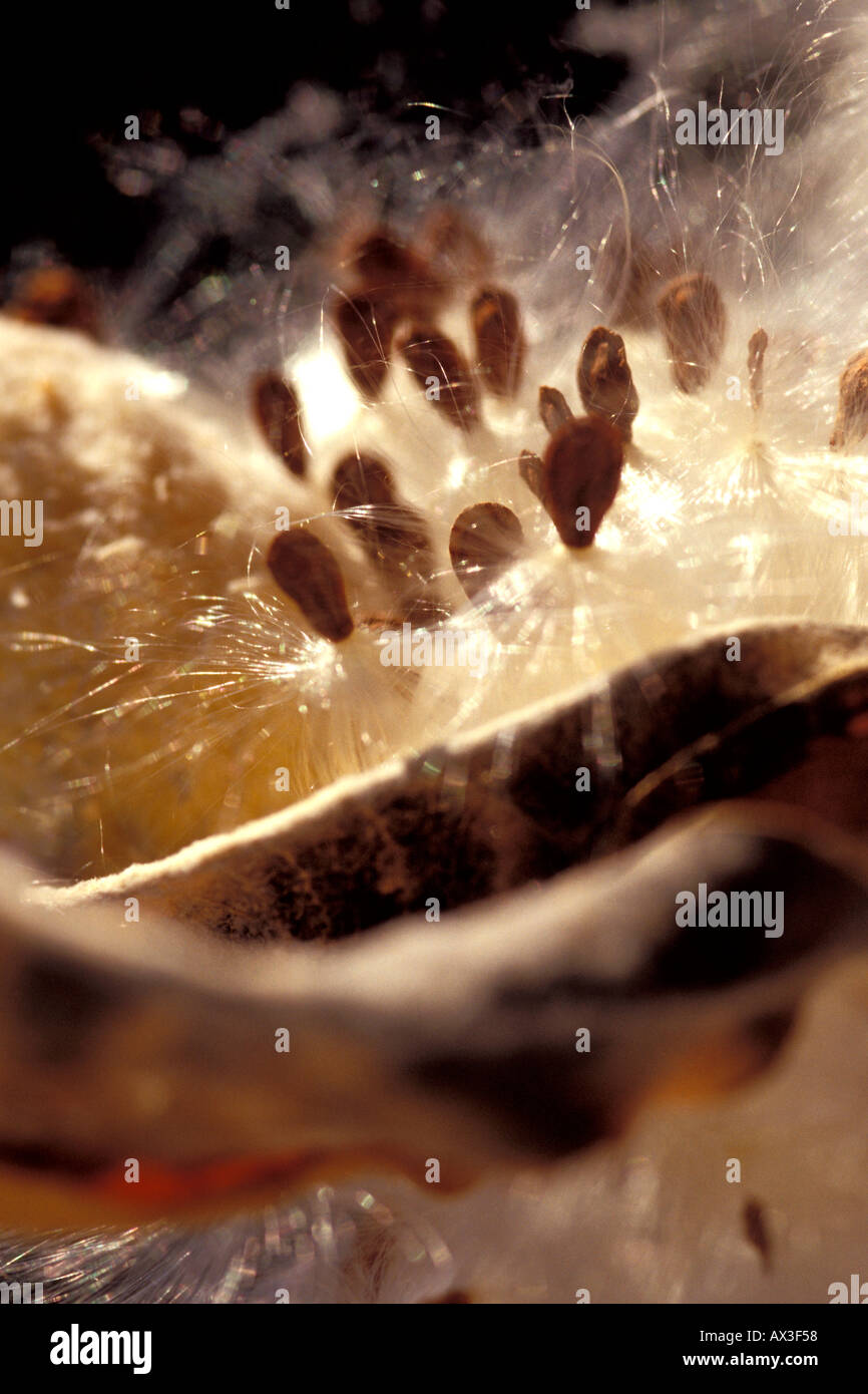 Showy Milkweed seed pod Aspiepias speciosa Stock Photo