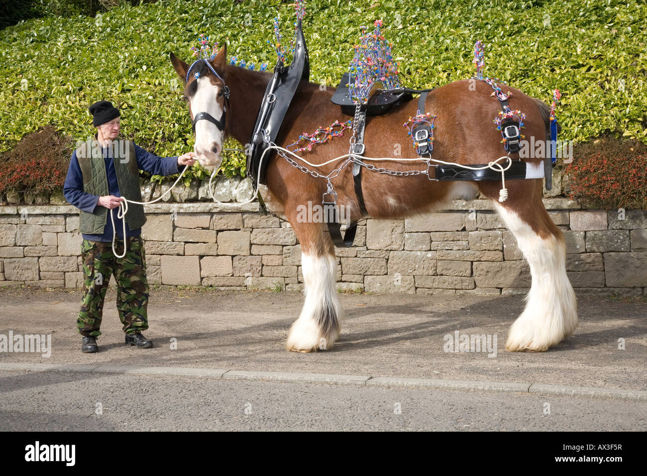 Clydesdale Shire draught heavy horse with white blazes, Decorated