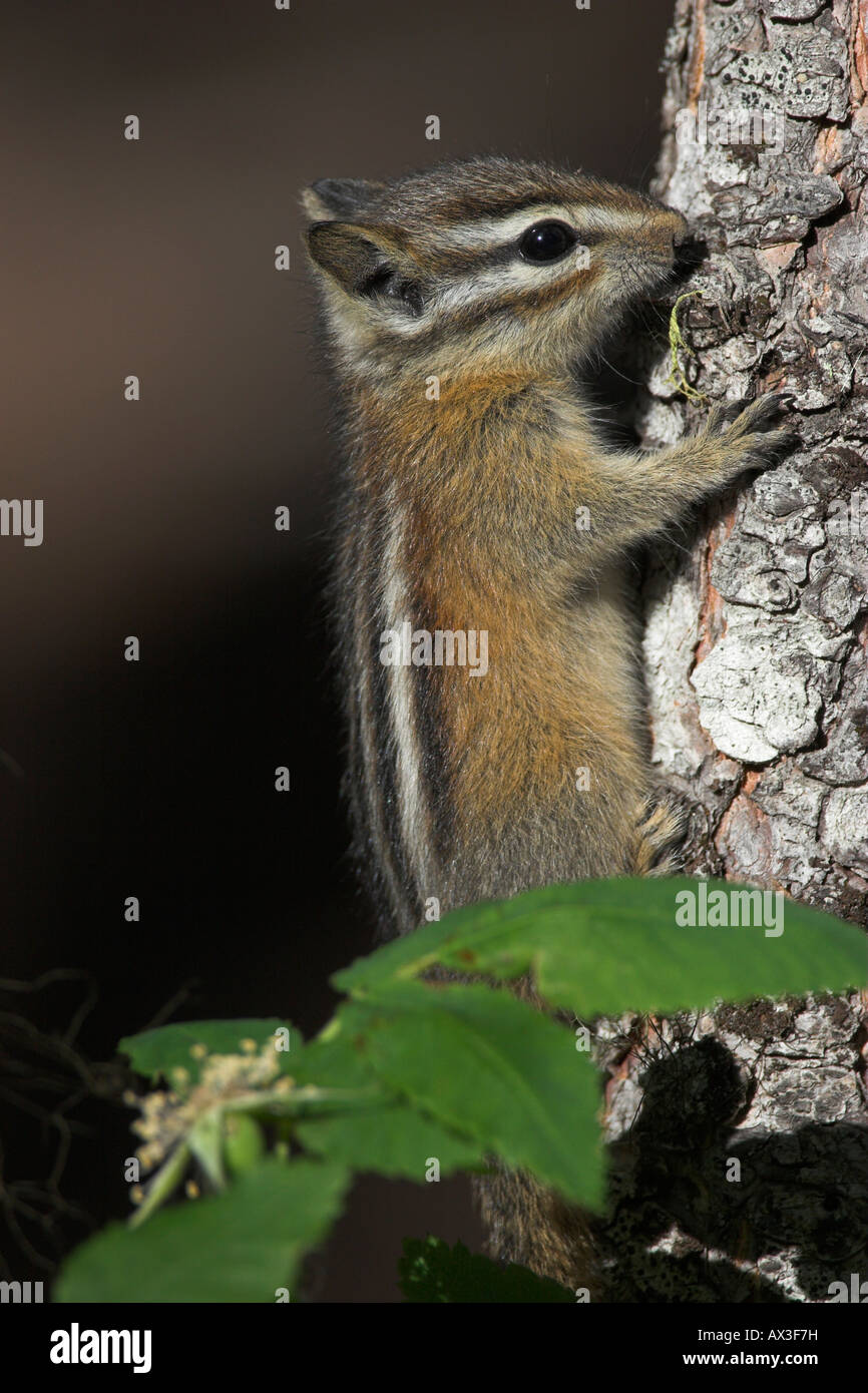 Least Chipmunk Tamias minimus climbing up tree trunk at Tyaughton Forest BC Canada Stock Photo