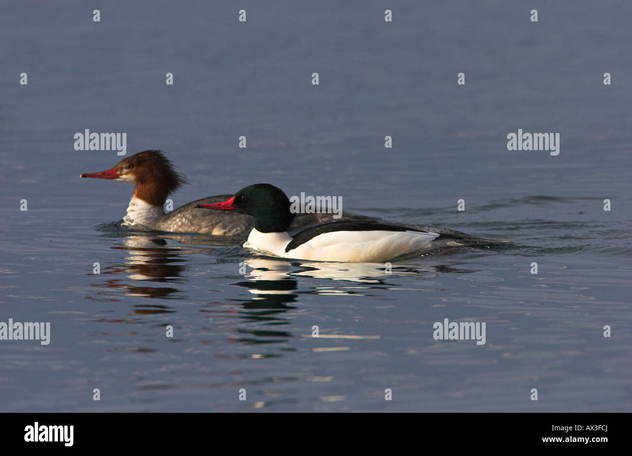 Common Mergansers Mergus merganser male and female on ocean with refelection of both in water at Deep Bay Vancouver Island BC Stock Photo