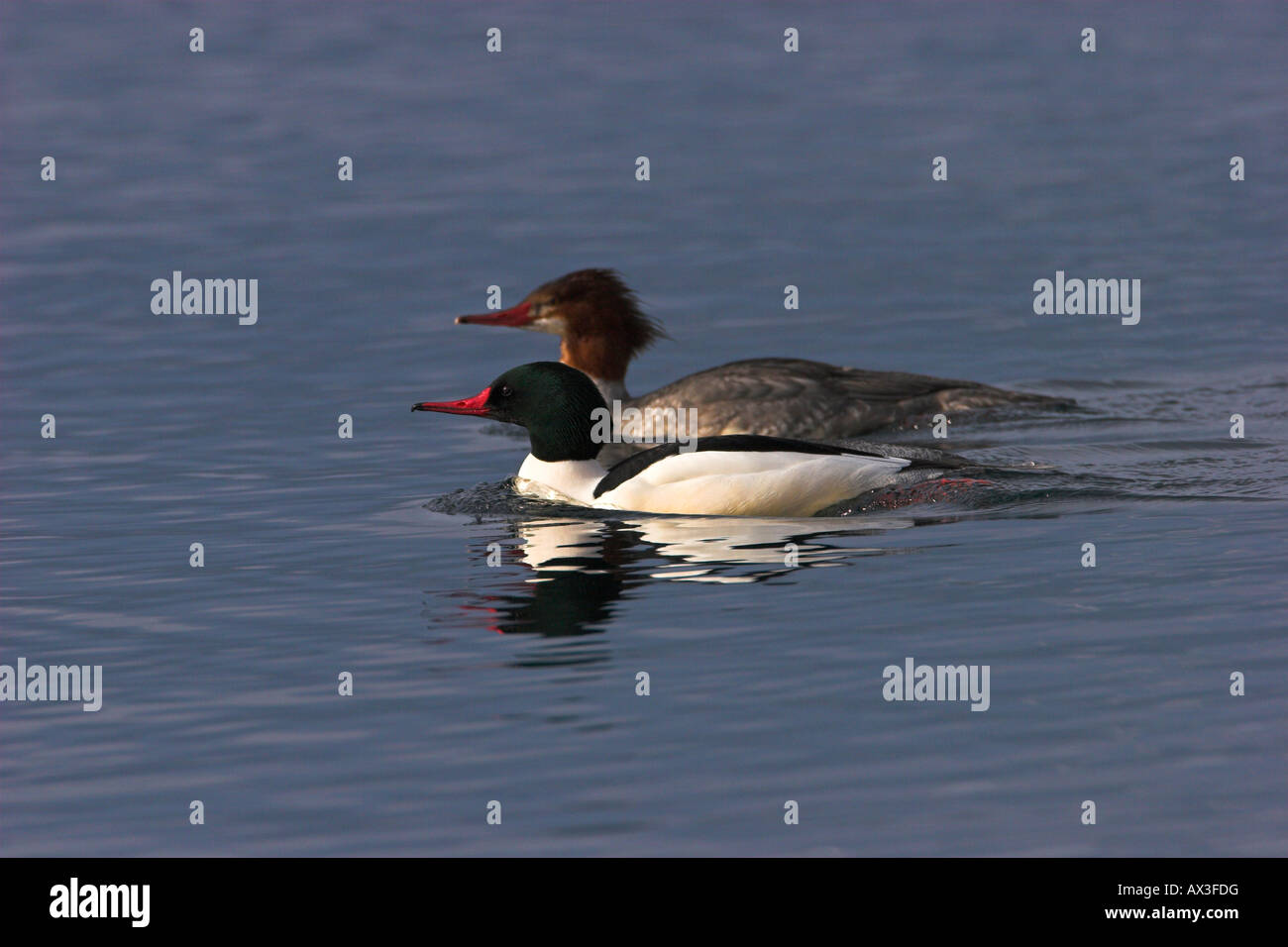 Common Mergansers Mergus merganser male and female on ocean with refelection of male in water at Deep Bay Vancouver Island BC Stock Photo