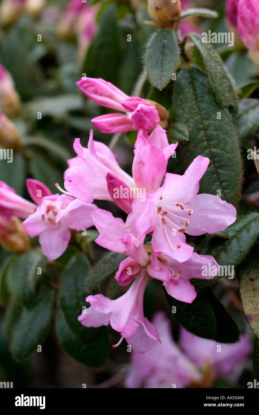Lavender Rhodesian Lavender rhododendron hi-res stock photography and images - Alamy