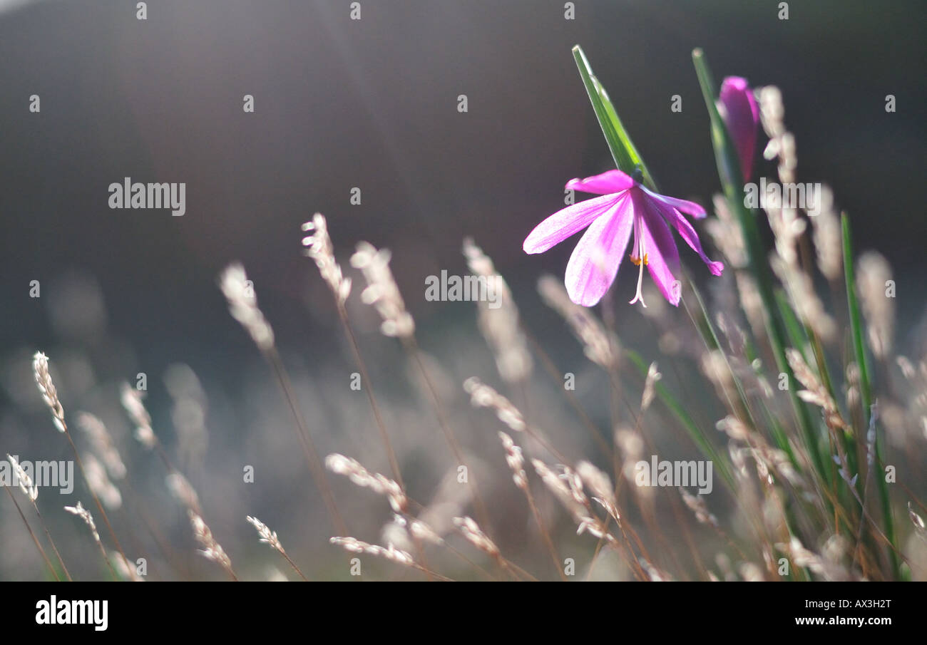 Satin-flower, Sisyrinchium douglasii Stock Photo