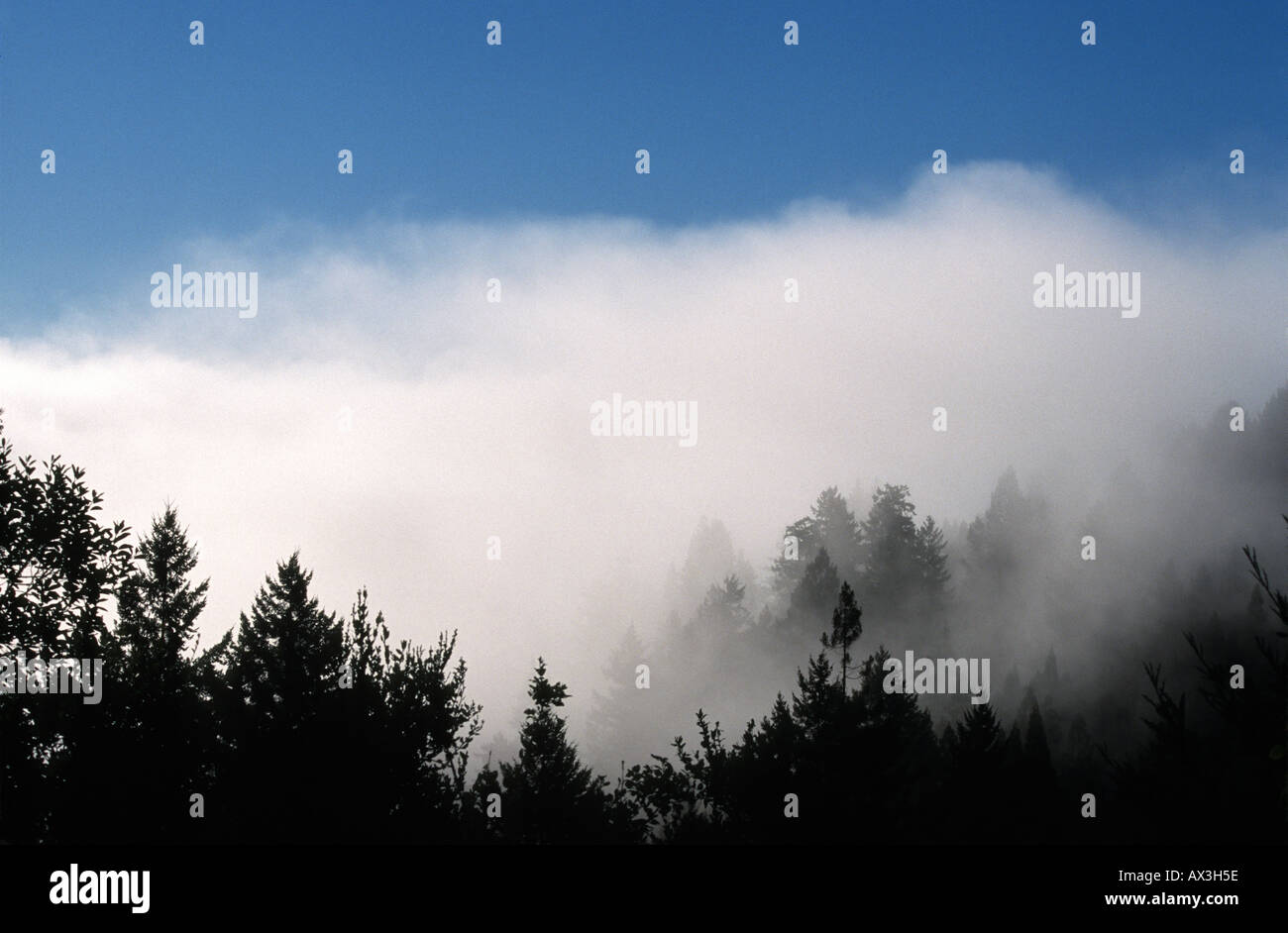 fog with redwoods and fir trees in foreground, near Santa Cruz, Ben Lomond, CA Stock Photo
