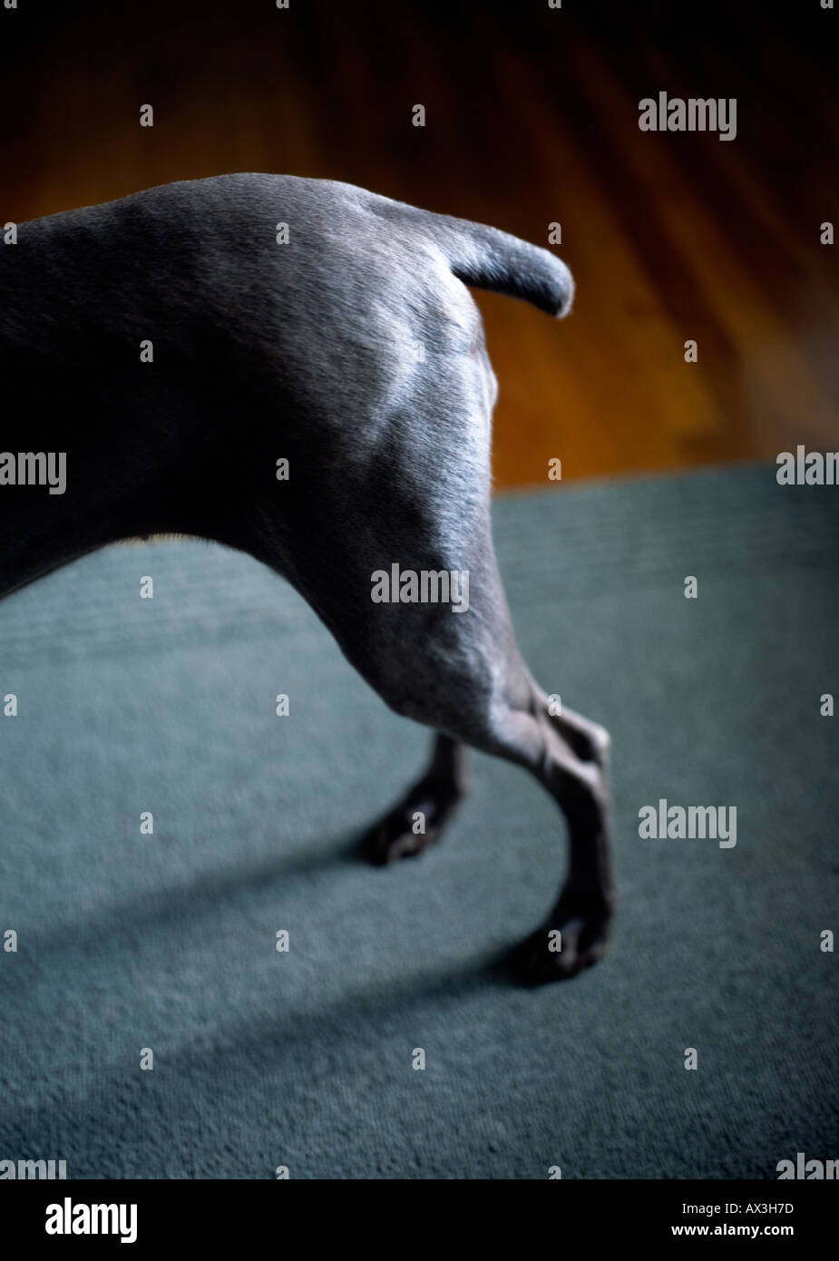 dog-s-hind-legs-stock-photo-alamy