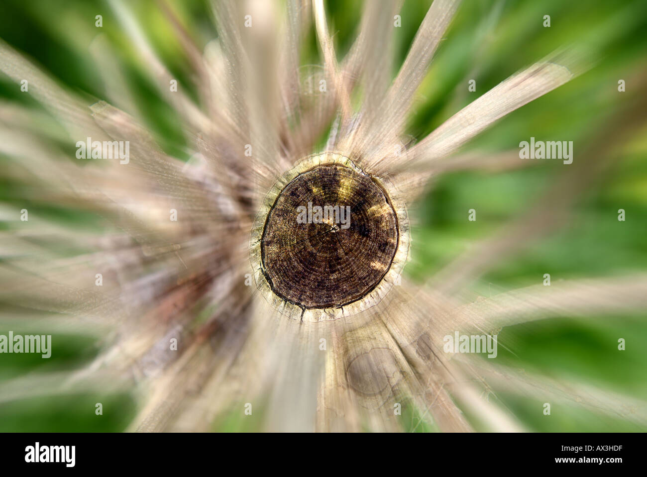 The tree was cut - photo elaboration Stock Photo