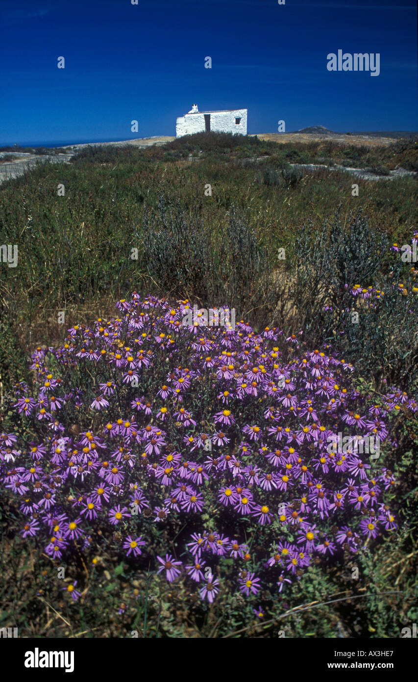 zyx Daisies and old settler house West Coast National Park Western Cape South Africa Stock Photo