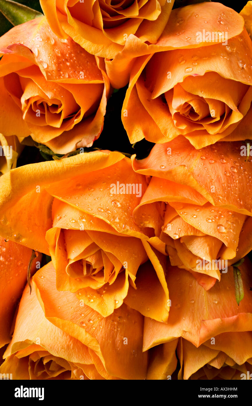 Yellow roses bouquet Stock Photo Alamy