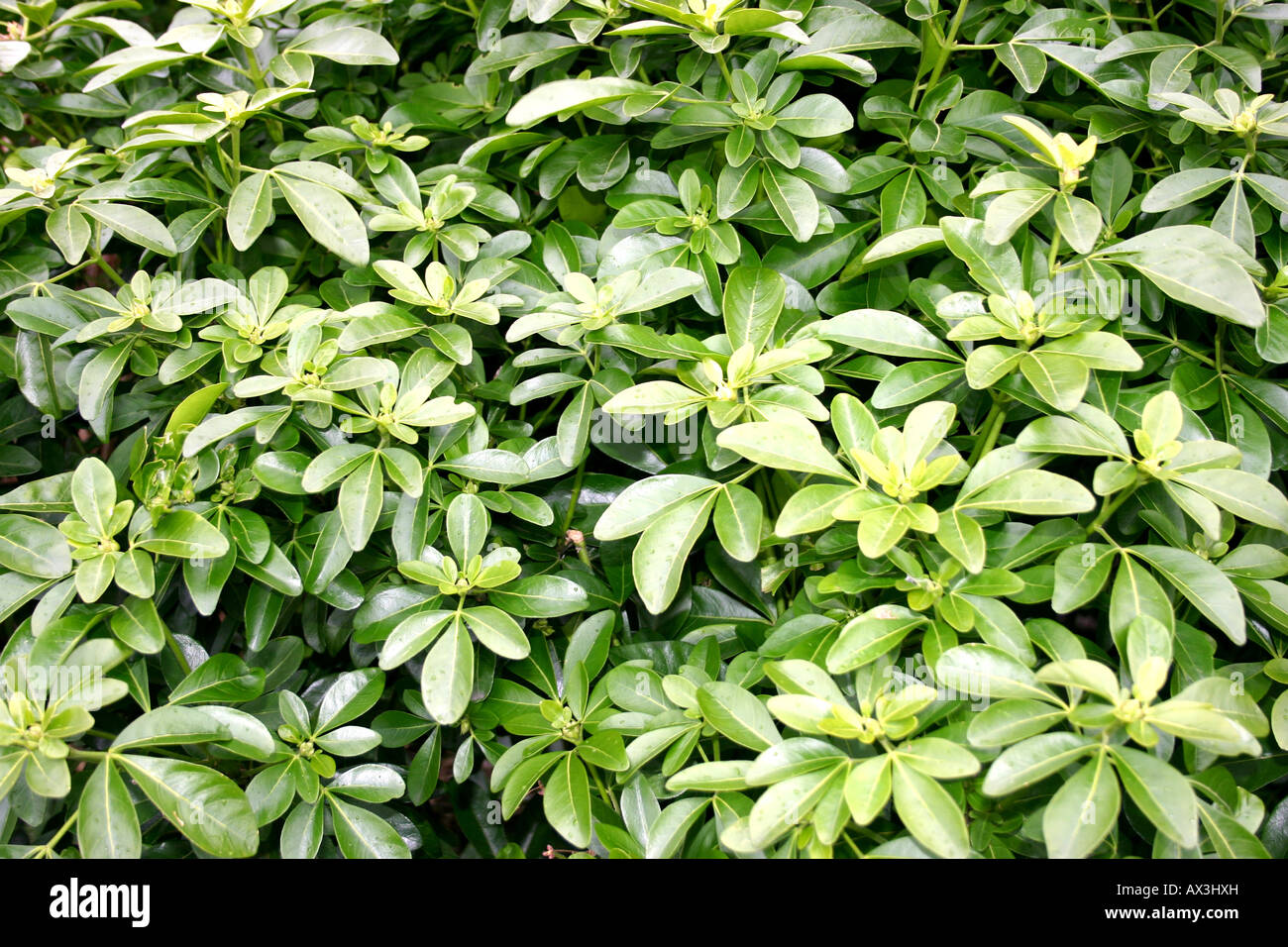 Bushy growth pattern hi-res stock photography and images - Alamy