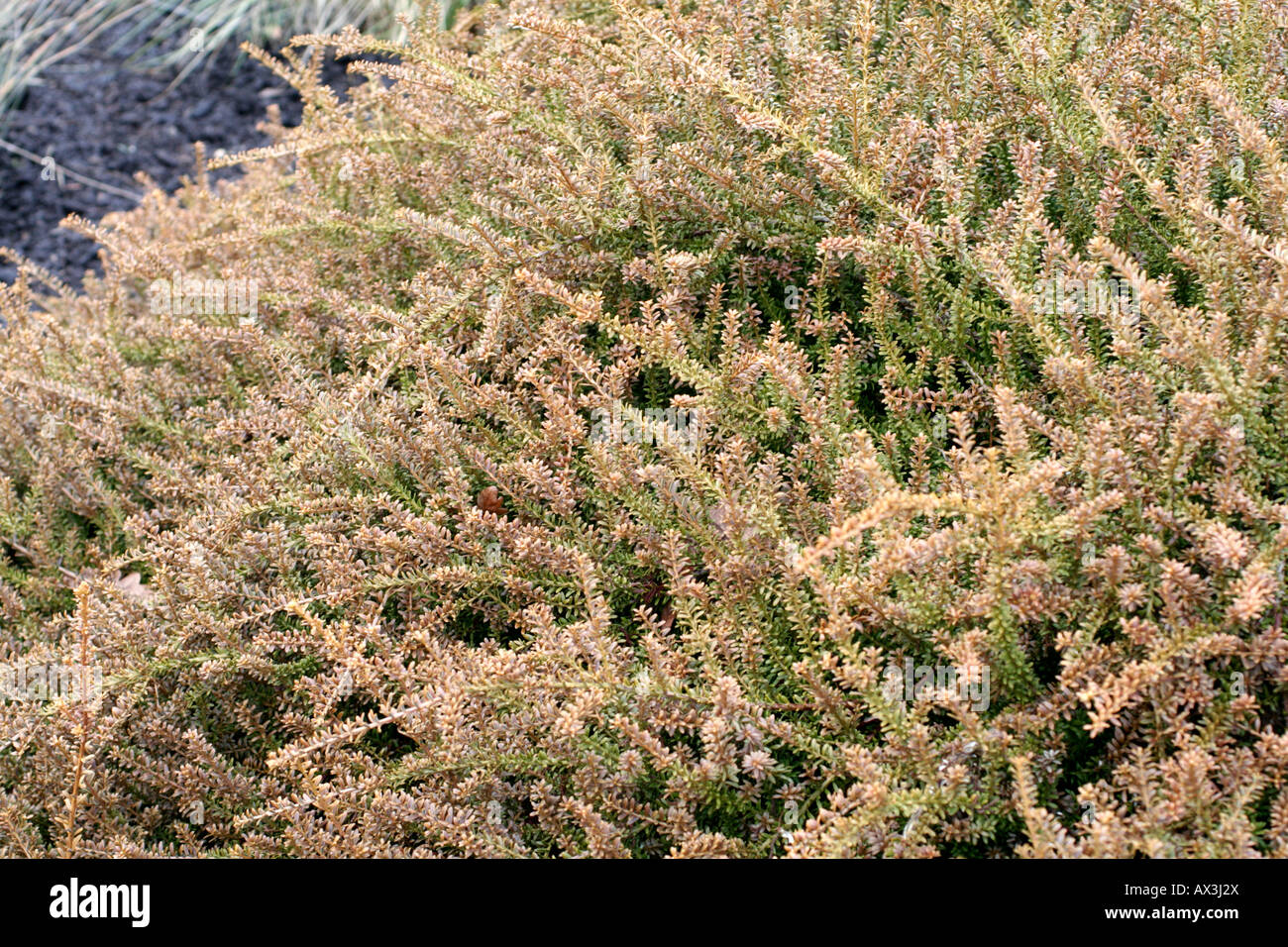 PODOCARPUS NIVALIS TAUHINU Stock Photo Alamy