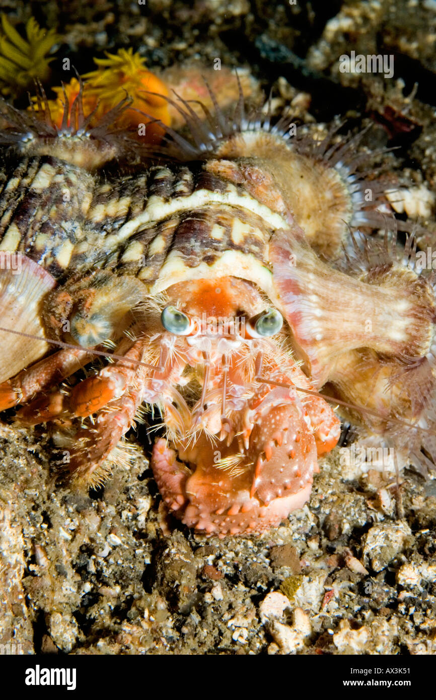 Anemone hermit crab dardanus pedunculatus hi-res stock photography and ...