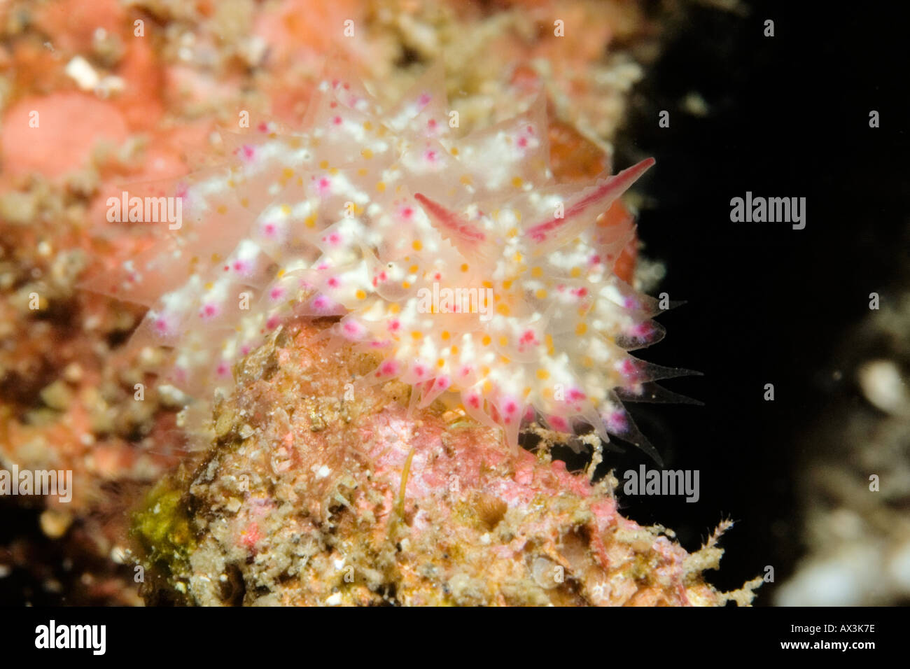 Janolus sp nudibranch in Lembeh Straits Indonesia Stock Photo
