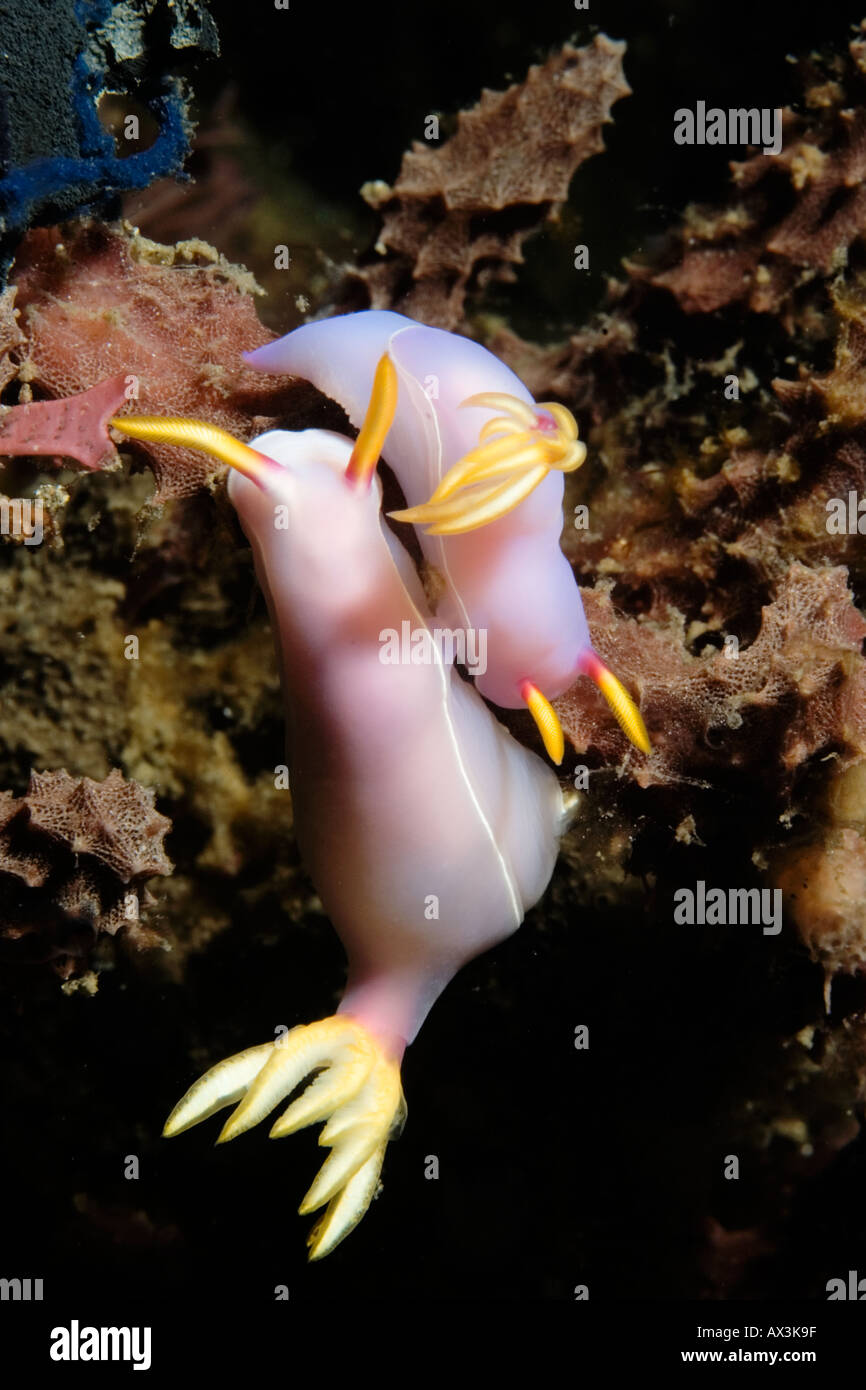 Pairs Hypselodoris bullockii nudibranchs mating in Lembeh Straits Indonesia Stock Photo