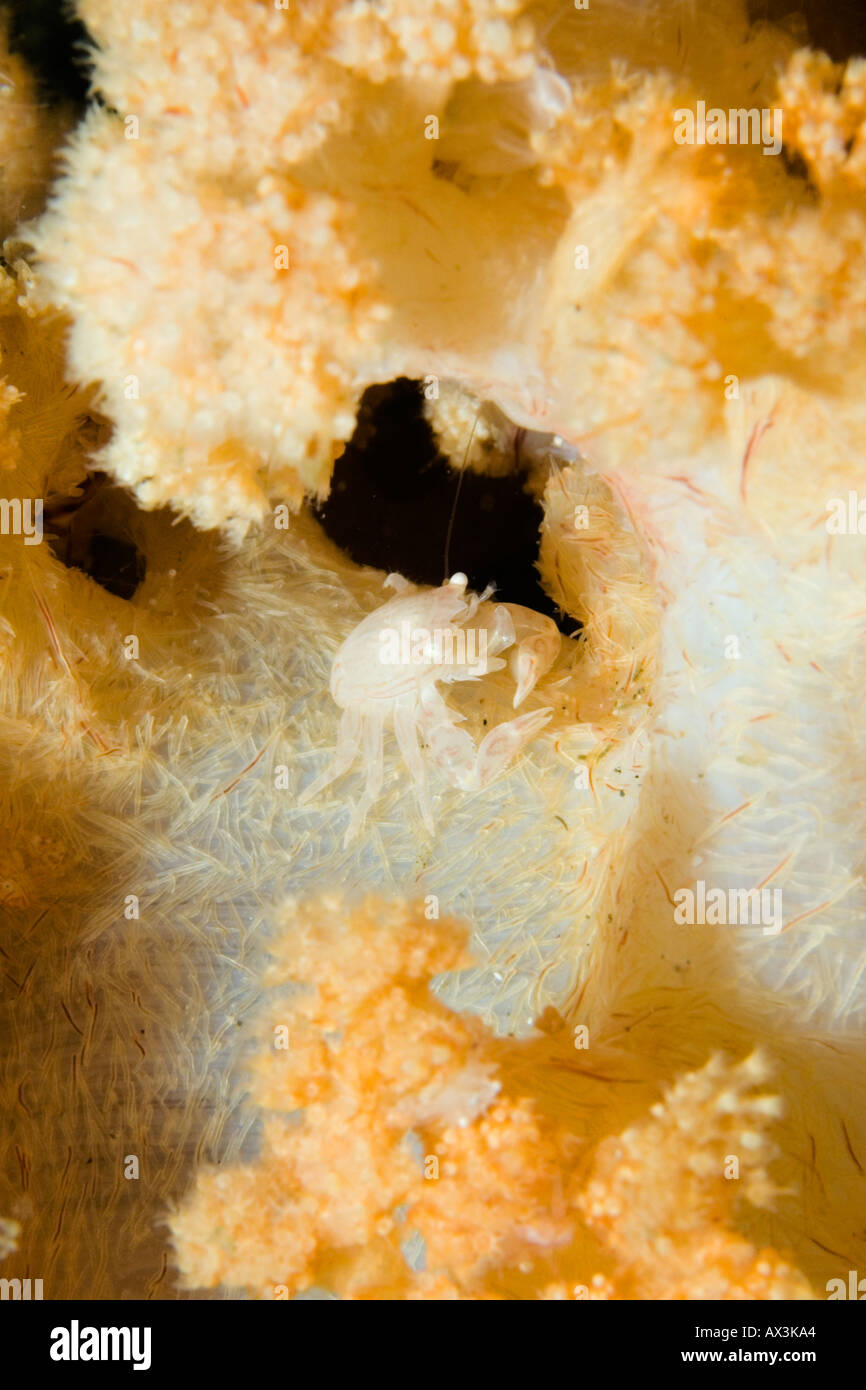 Lissoporcellana nakasonei soft coral crab at Panti paragi in Lembeh Straits indonesia Stock Photo