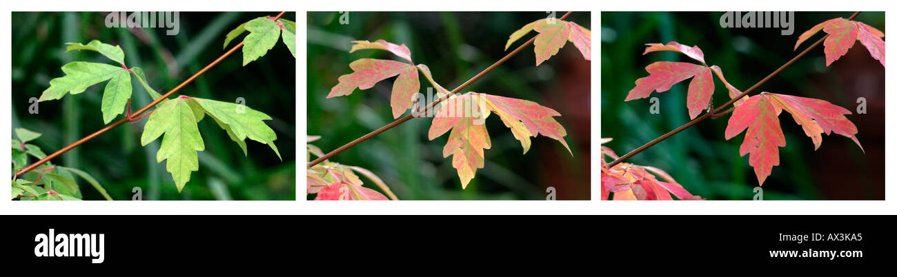 Paperbark Maple Acer Griceum close up sequence pictures of leaves changing colour in autumn. Stock Photo