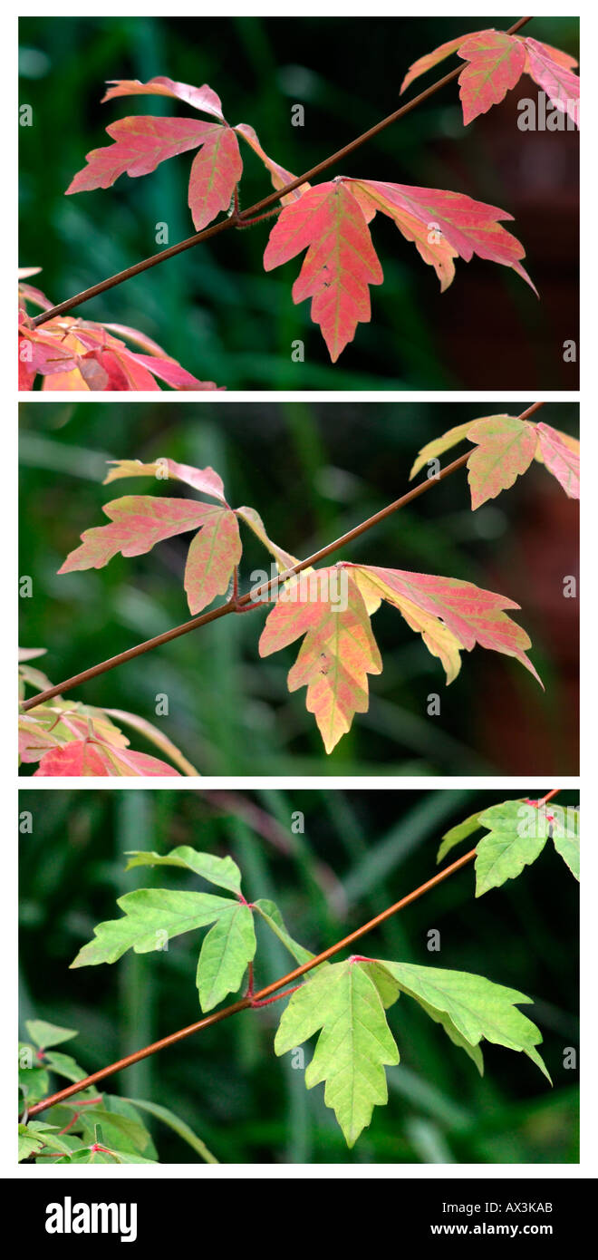 Paperbark Maple Acer Griceum close up sequence pictures of leaves changing colour in autumn. Stock Photo
