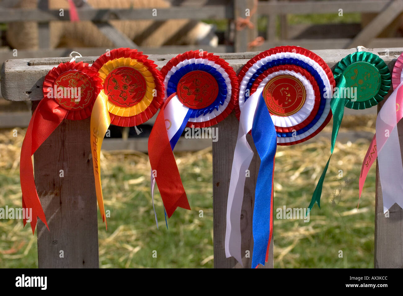 Rosettes awarded for best sheep in Ribblesdale Agricultural Show, Pateley Bridge, Yorkshire, England. Stock Photo
