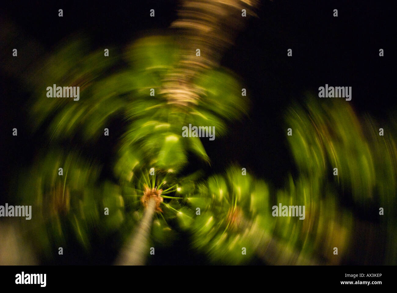 Blurred motion view of palm trees at night Tampa Convention Center Tampa Florida Stock Photo