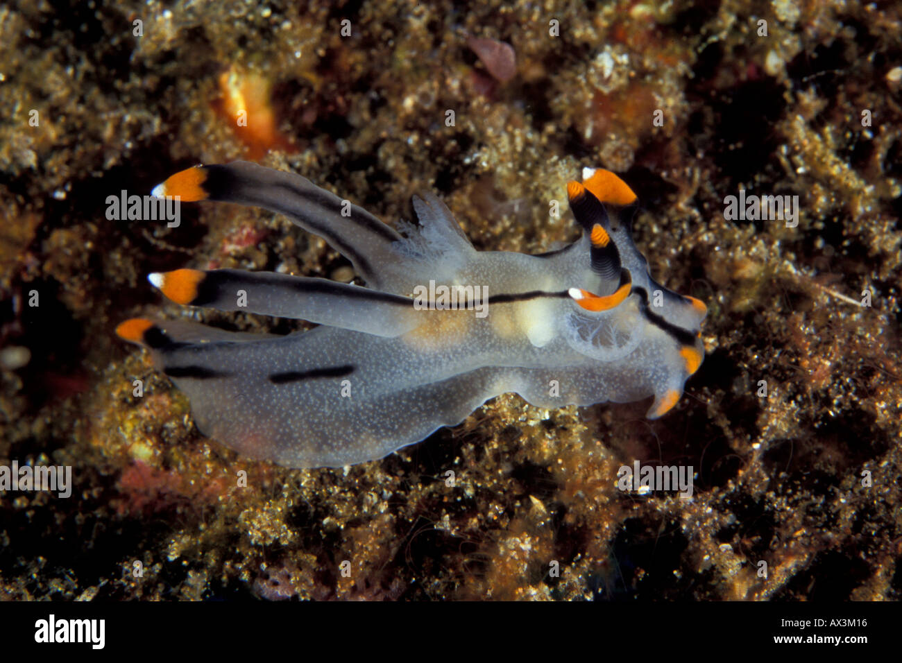 Thecacera Picta nudibranch at Lembeh Straits Indonesia Stock Photo