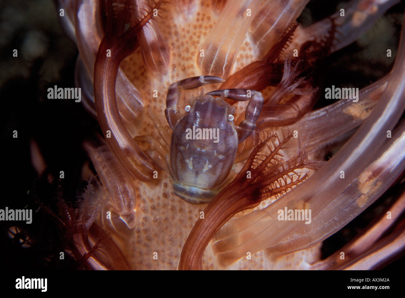 Porcellanella triloba crab in Dumaguette Philippines Stock Photo
