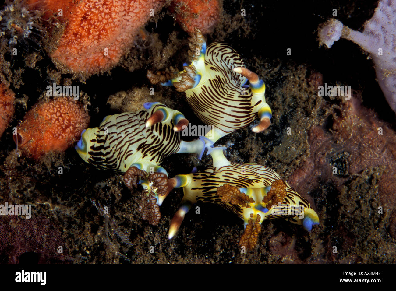 three Nembrotha lineolata nudibranchs mating together Dumaguette philippines Stock Photo
