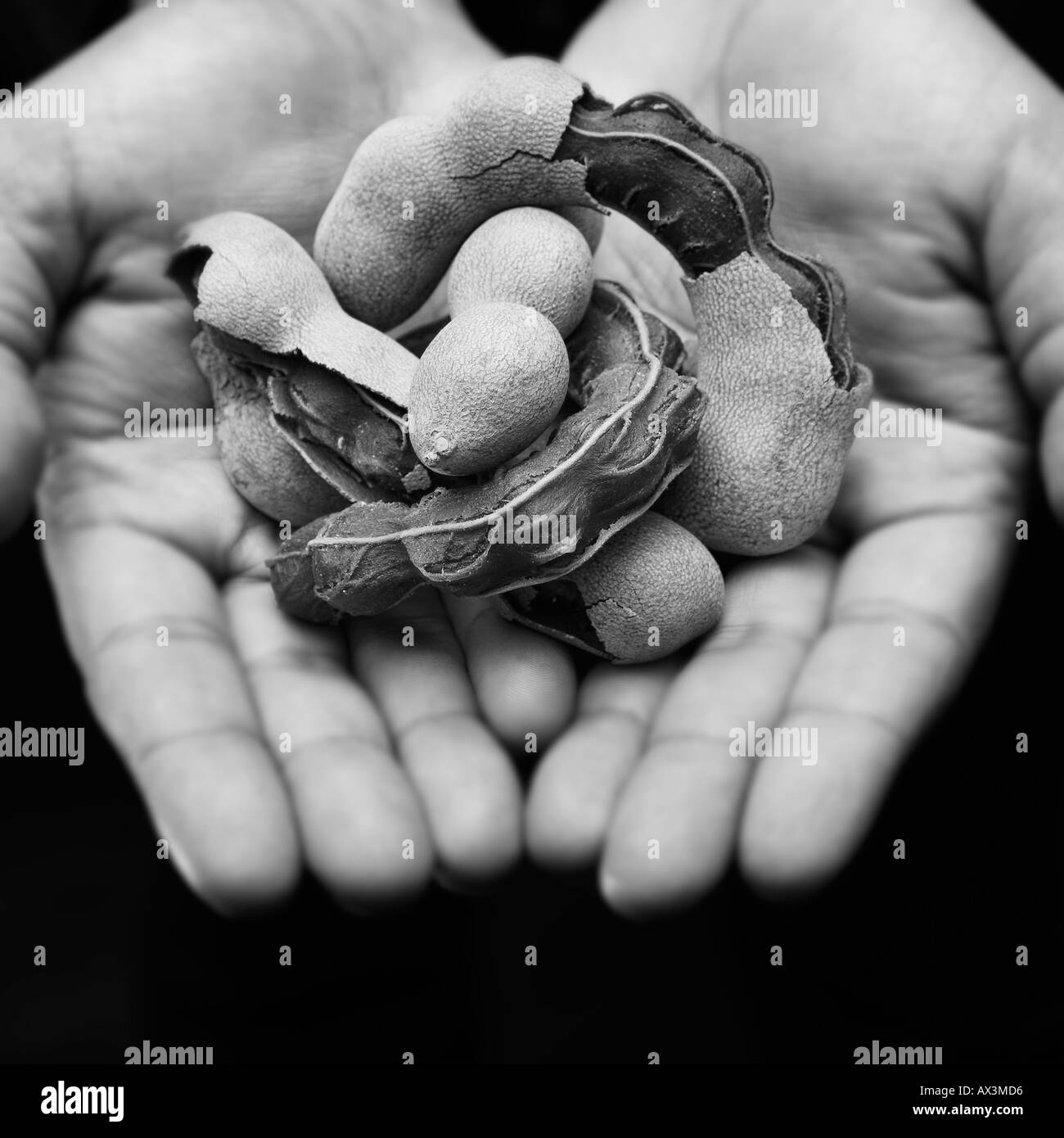 hands with tamarind pods and seeds Stock Photo