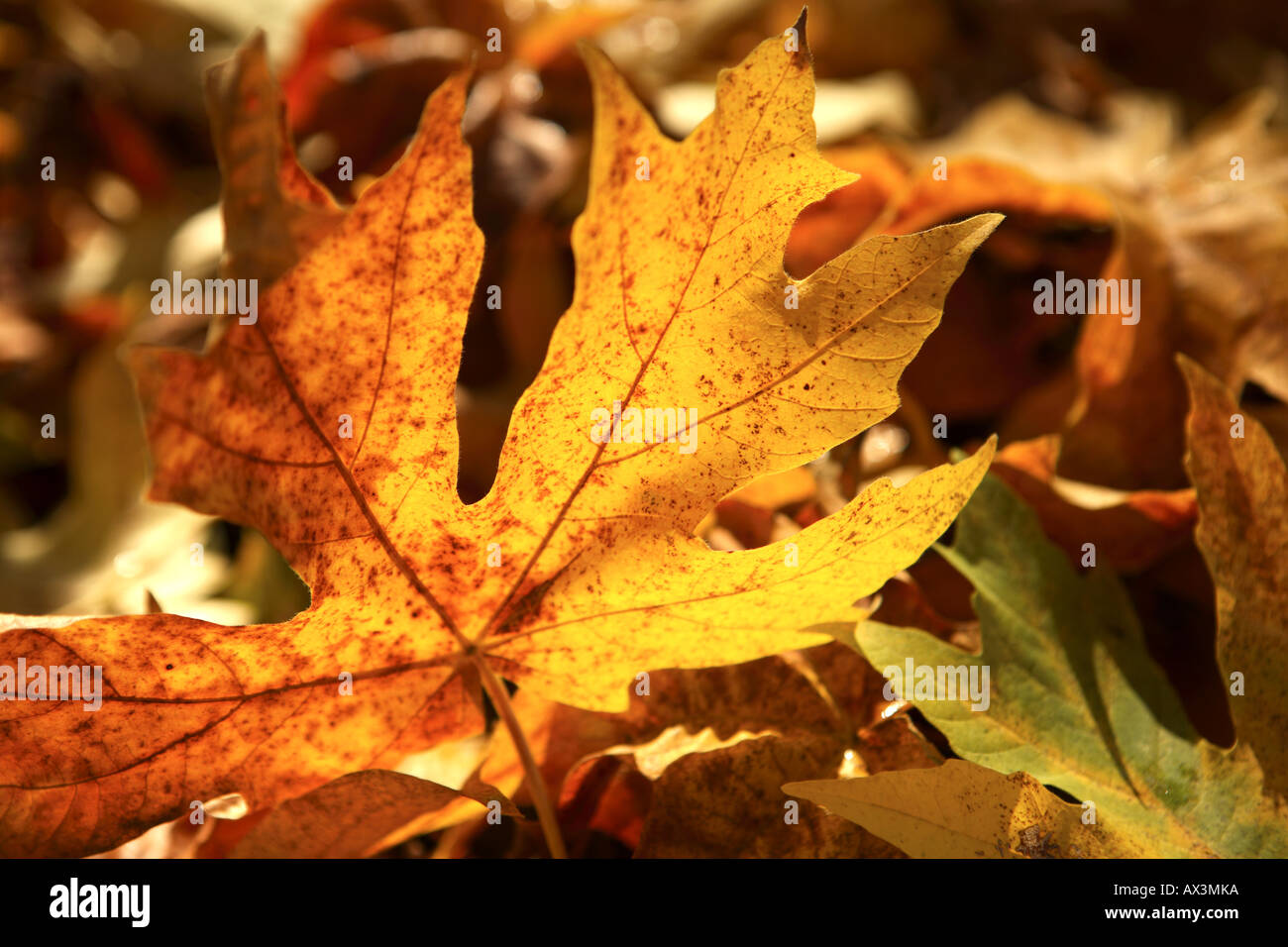 Fall Leaves Stock Photo