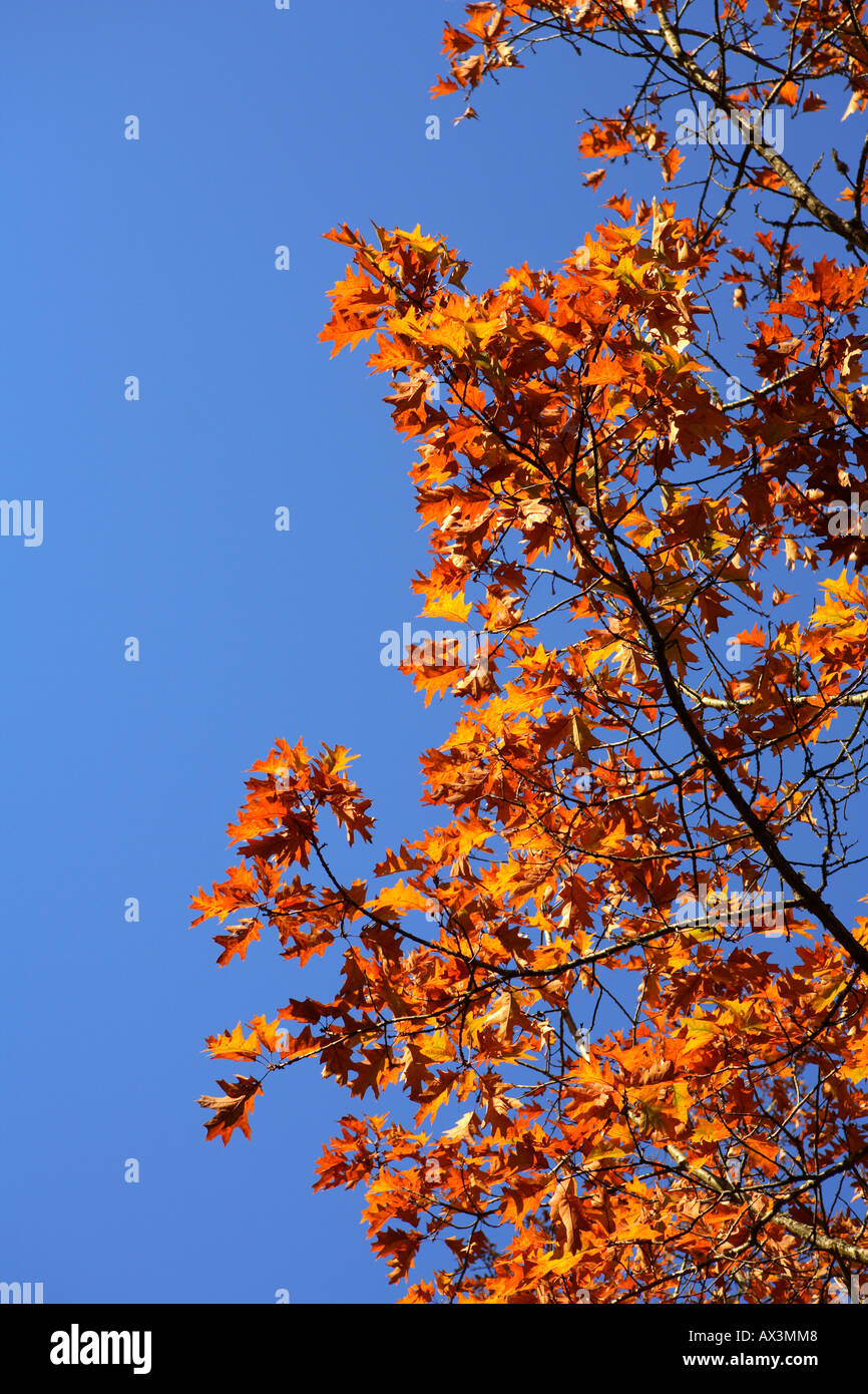 Fall leaves Stock Photo