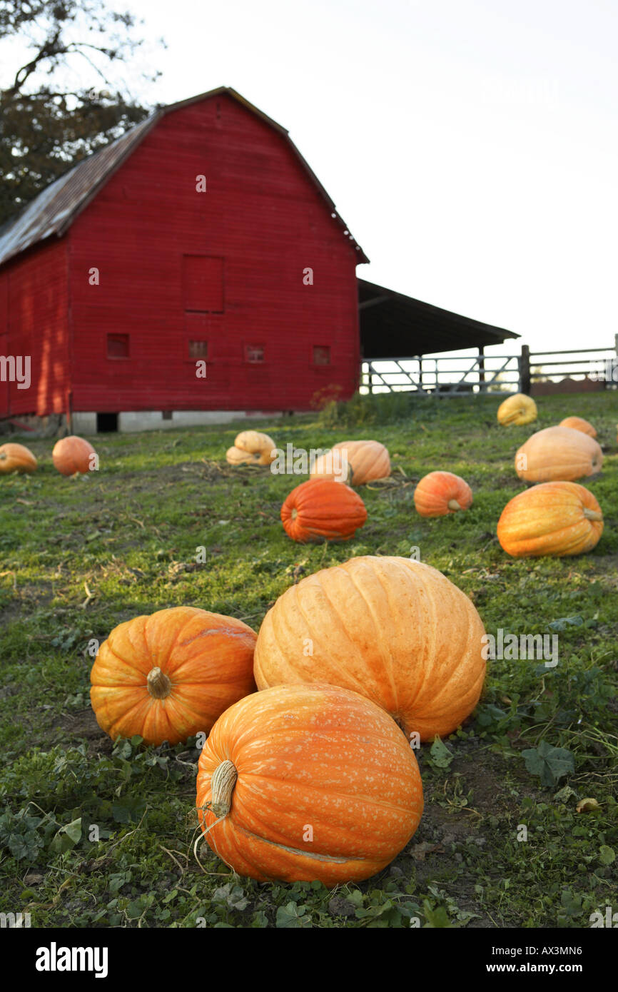 Pumpkin Patch and Red Barn Stock Photo