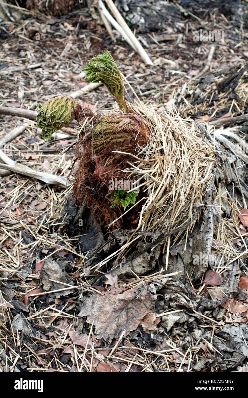 GUNNERA MANICATA AGM STARTING TO REGROW IN SPRING HAVING BEEN MULCHED WITH STRAW OVER WINTER Stock Photo