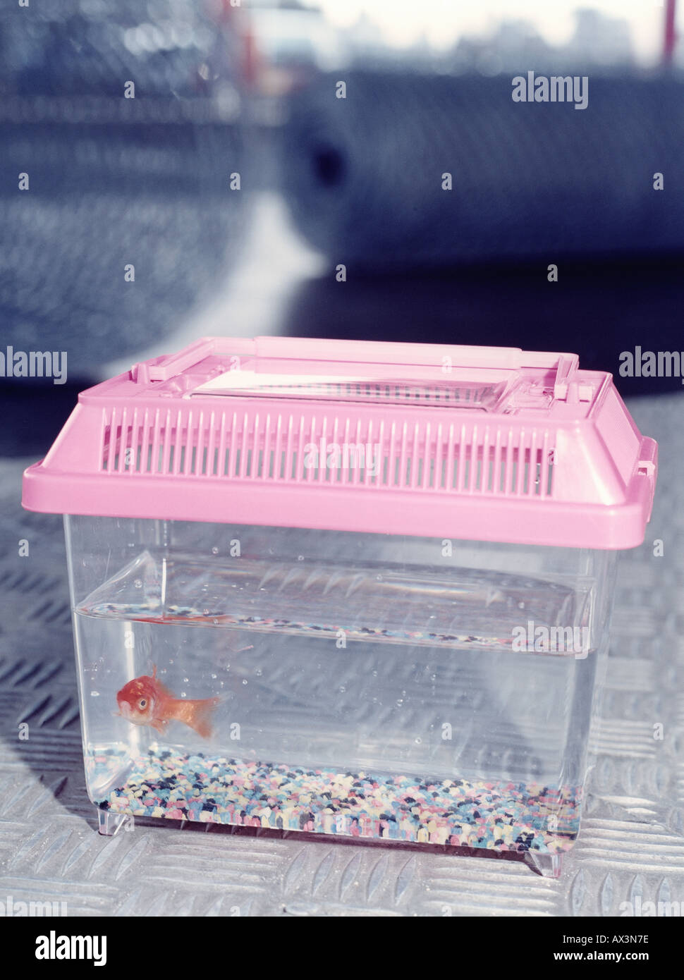 Goldfish swimming in a fish tank Stock Photo - Alamy