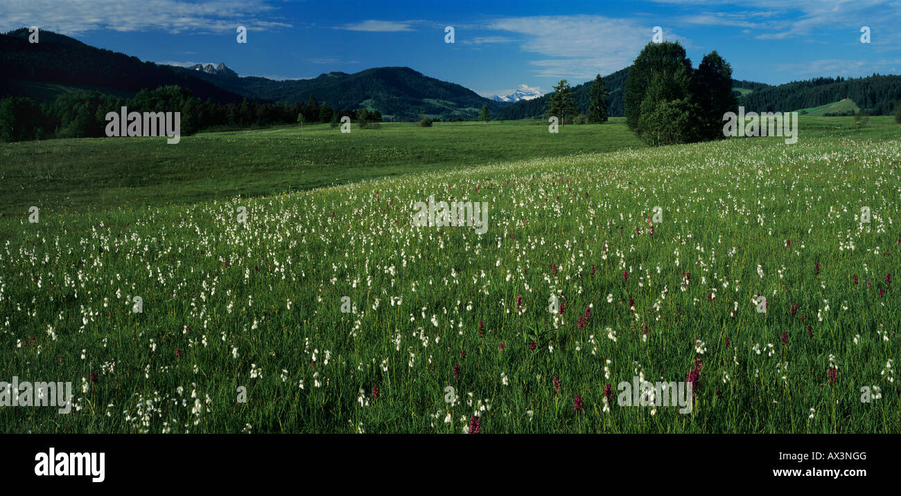 Wetland with cotton grass and orchids Rothenthurm Schwyz Switzerland Stock Photo