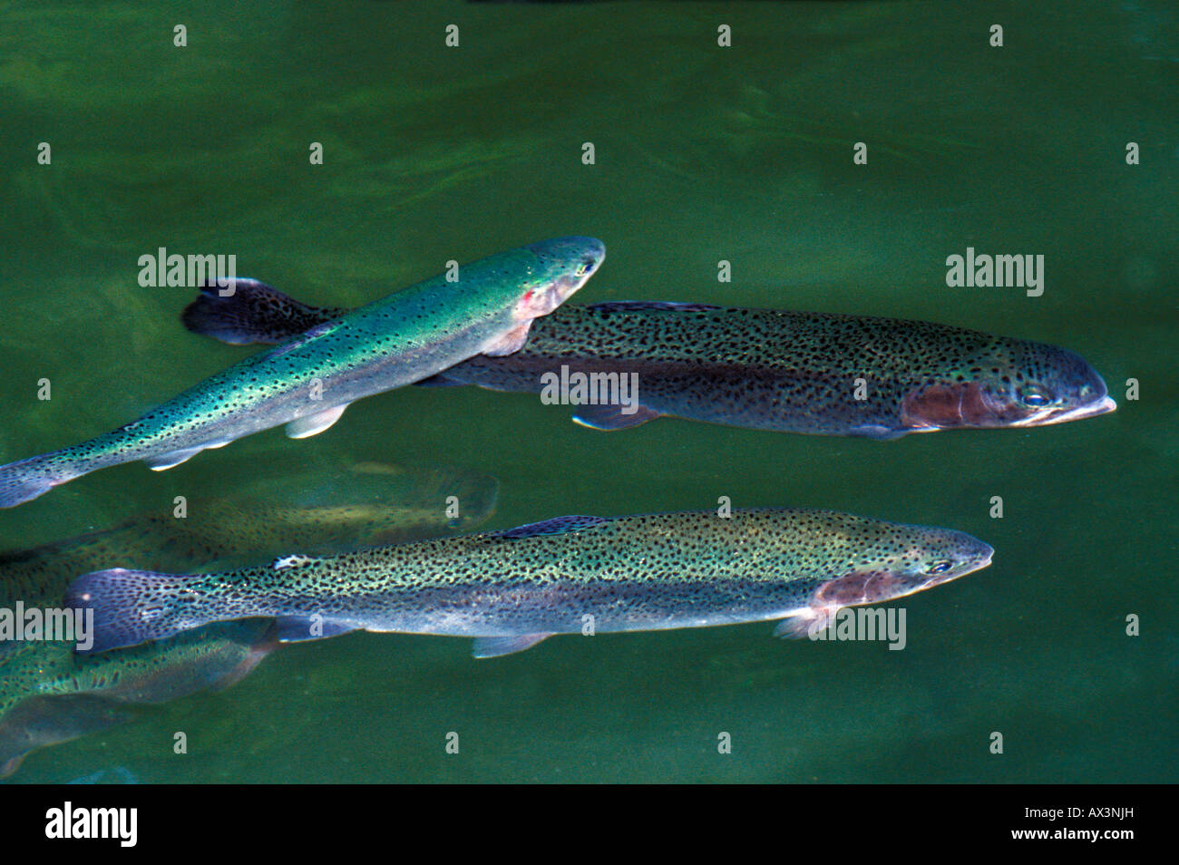truites Regenbogenforelle Rainbow trout Redband trout Oncorhynchus mykiss Salmo gairdneri group