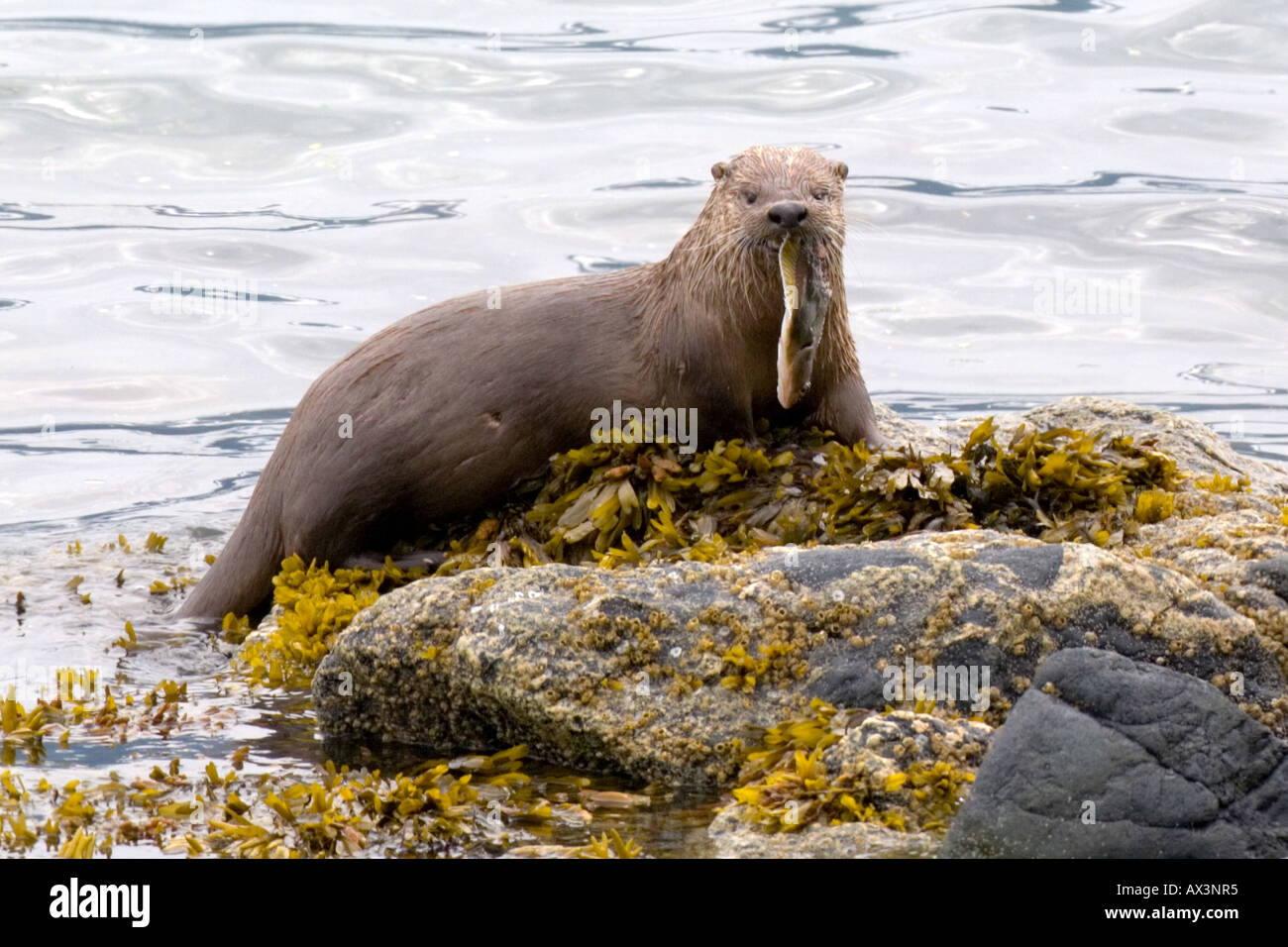 Sea Otter eating a halibut fish in Alaska Stock Photo Alamy