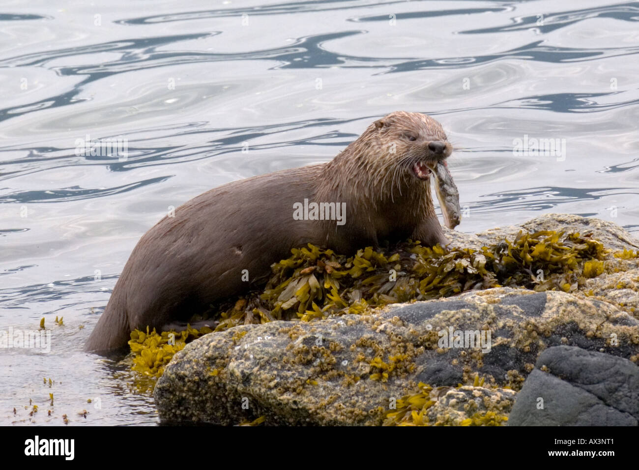 Sea Otter eating a halibut fish in Alaska Stock Photo Alamy