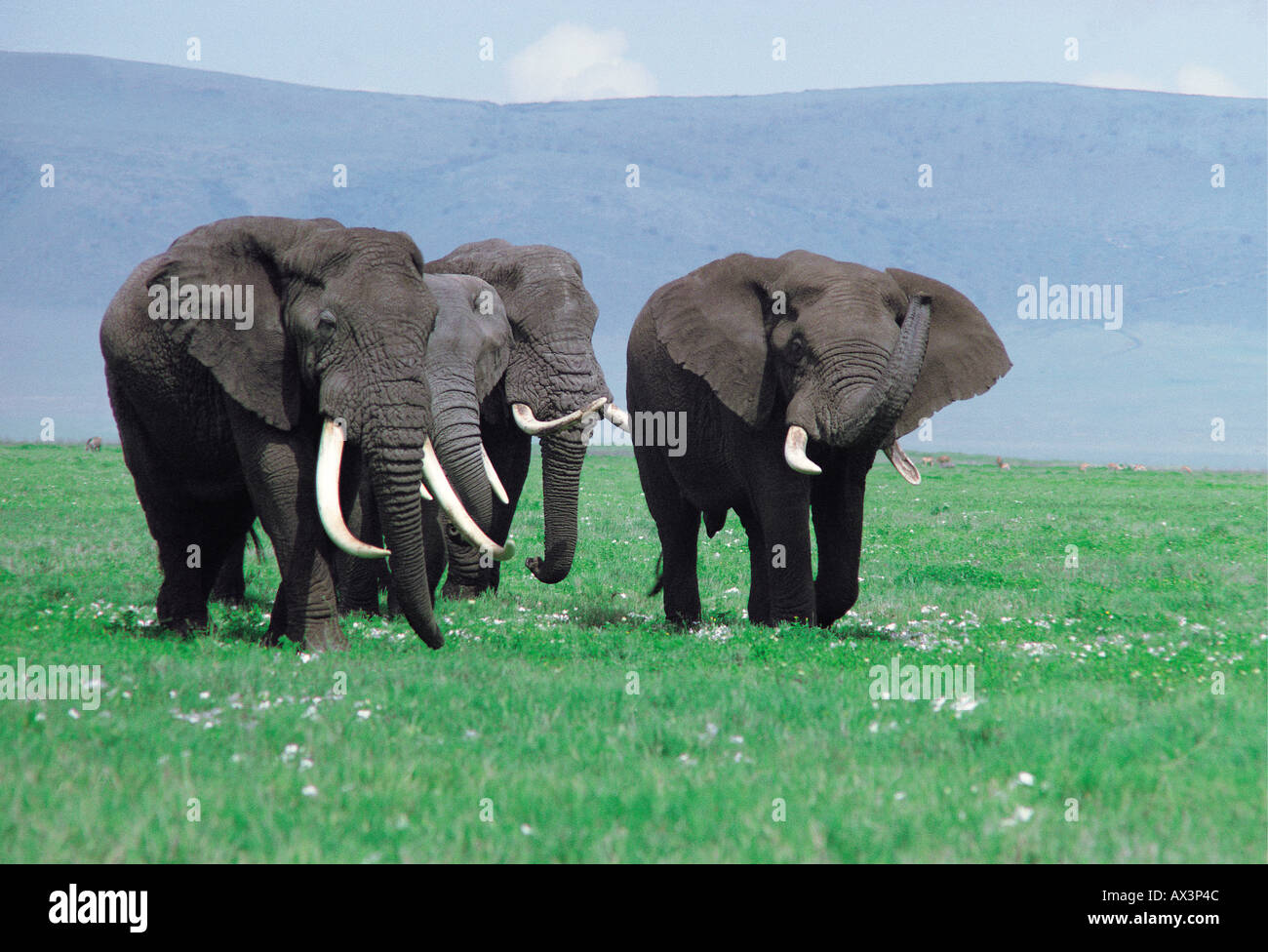 Four mature bull elephants carrying fine ivory Ngorongoro Crater Tanzania East Africa Stock Photo